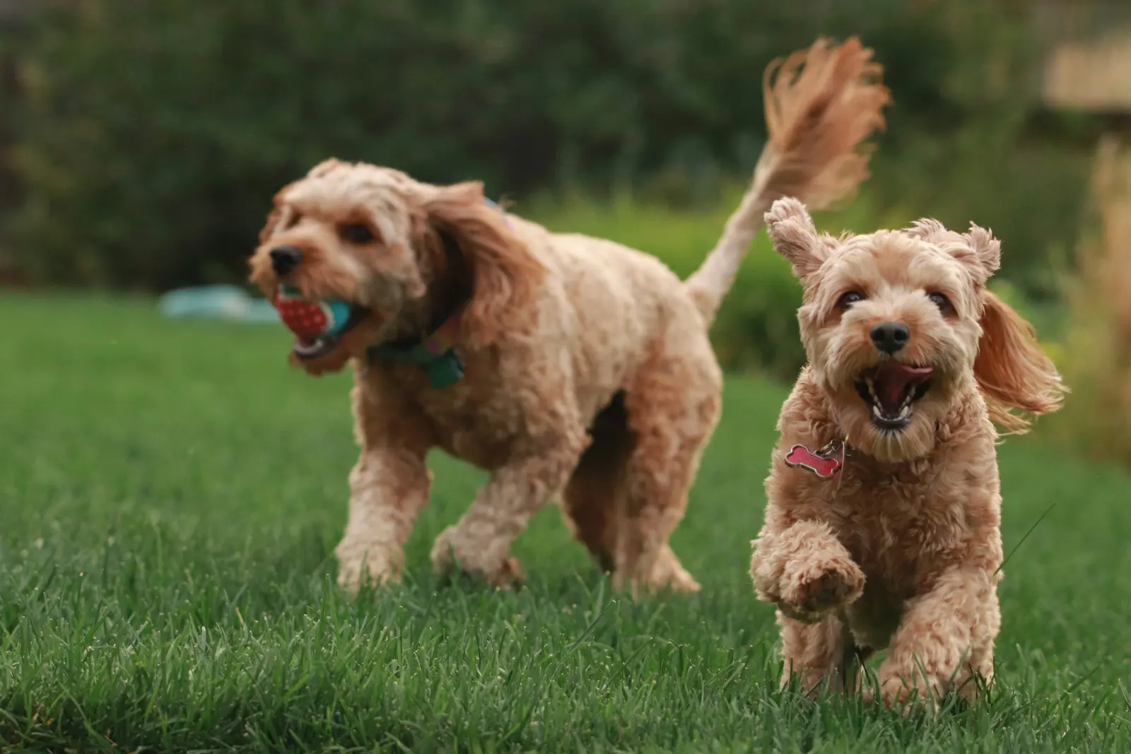 Boarding Kennels in Southend-on-Sea