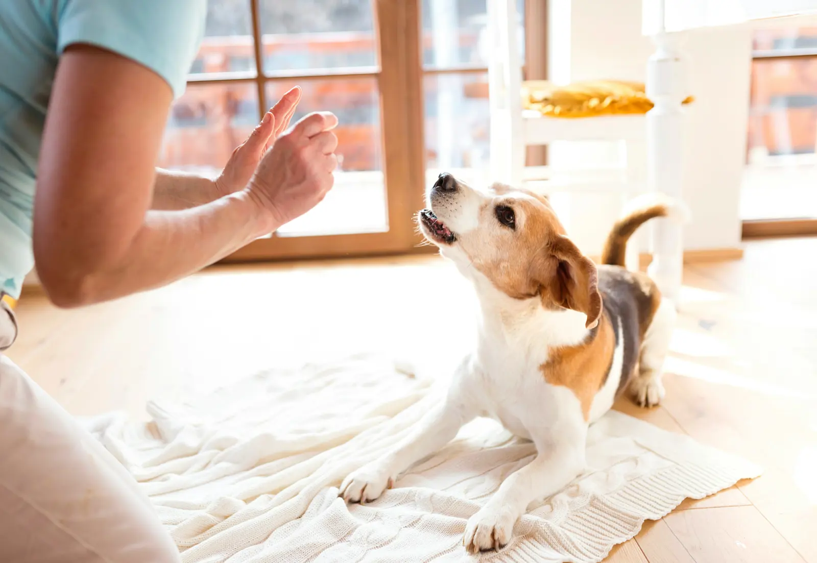 Dog Behaviourist