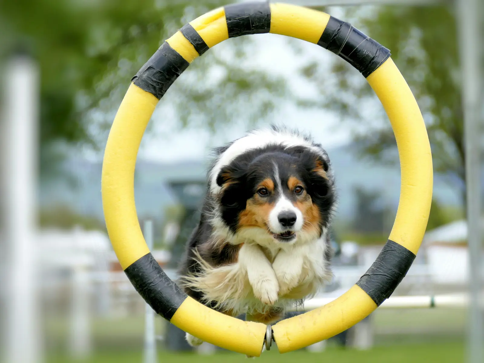 Dog Trainer