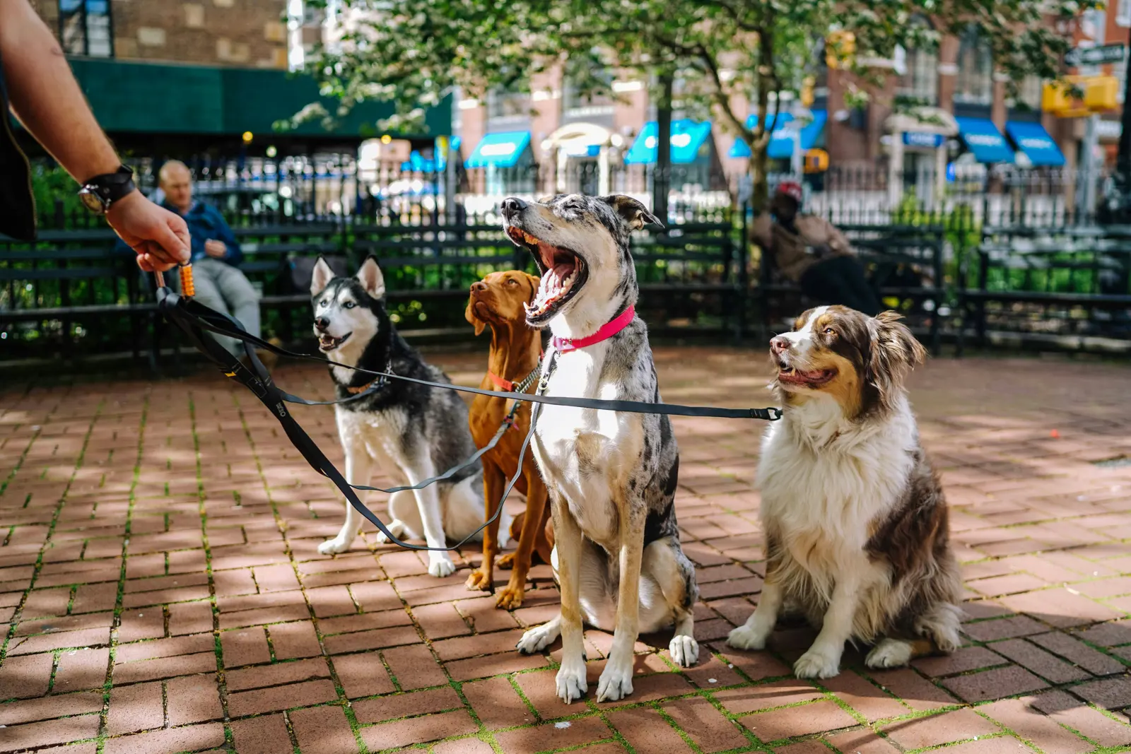 Dog Walkers in Southend-on-Sea