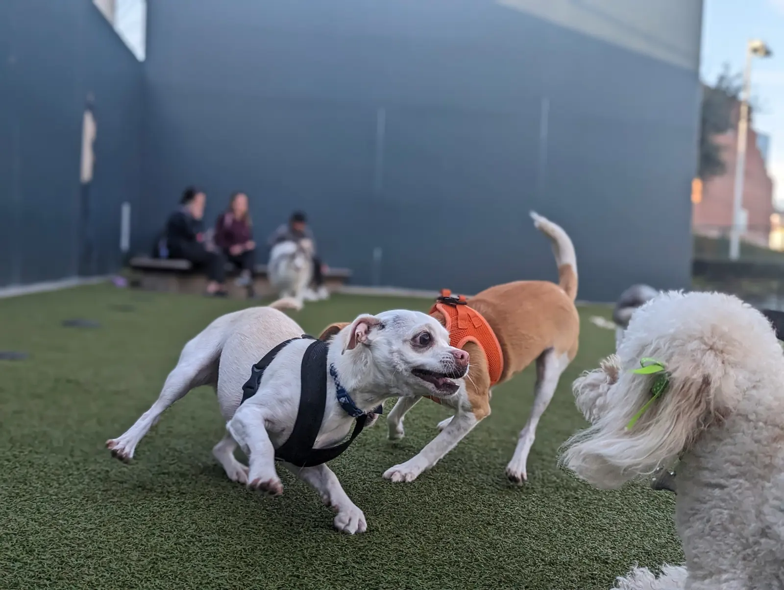 Doggy Daycare