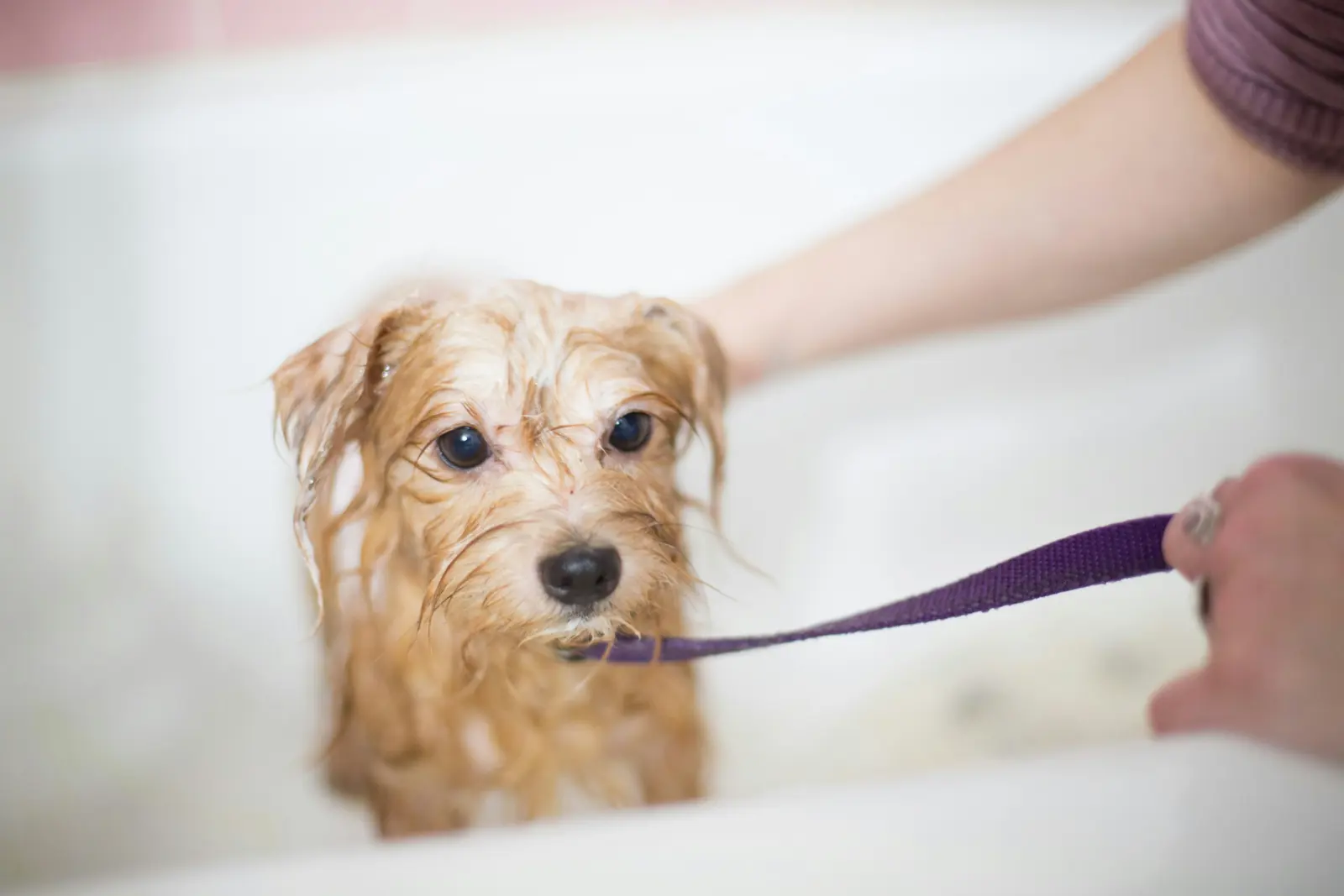 Mobile Dog Groomers in Southend-on-Sea