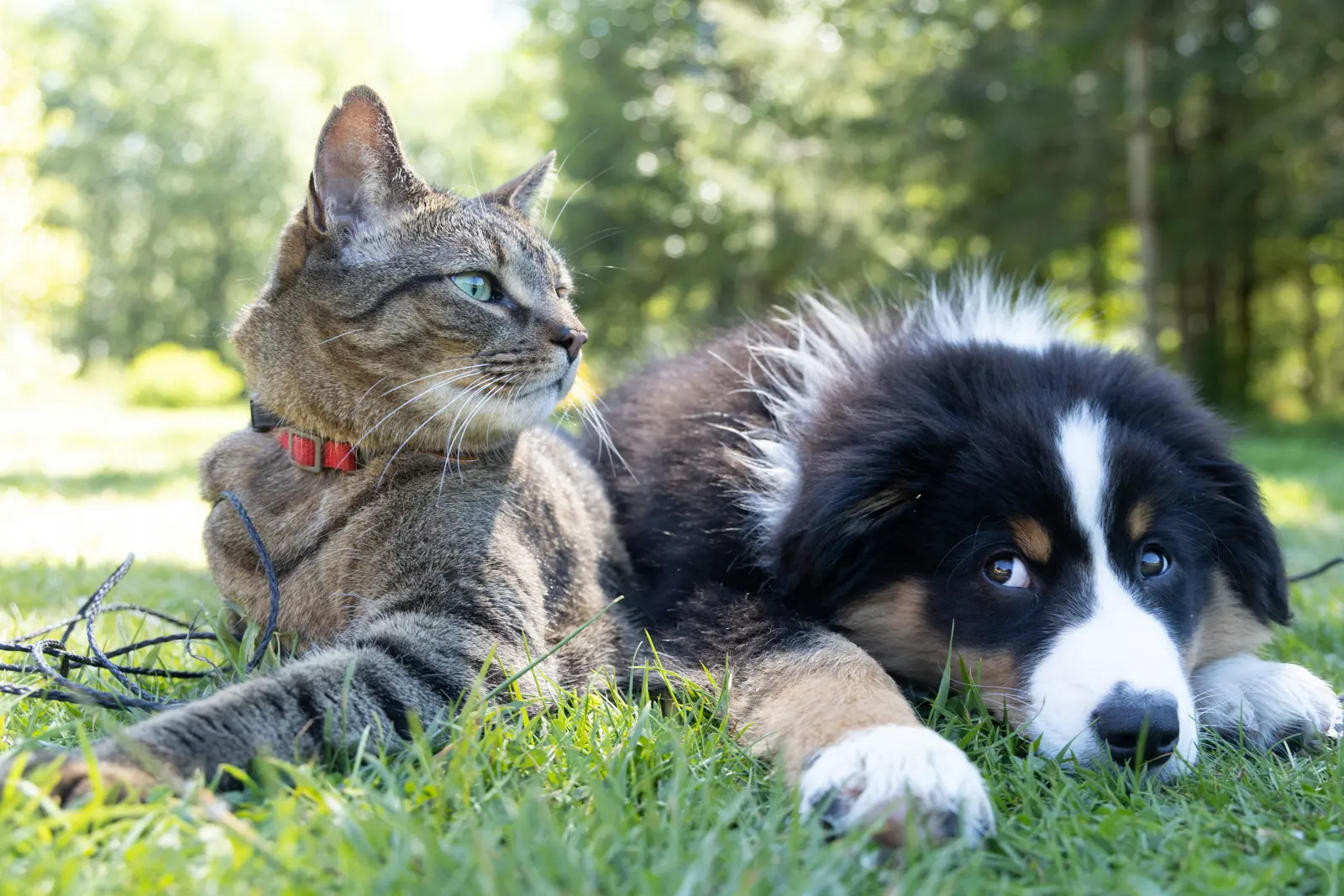 Pet Sitting in Southend-on-Sea